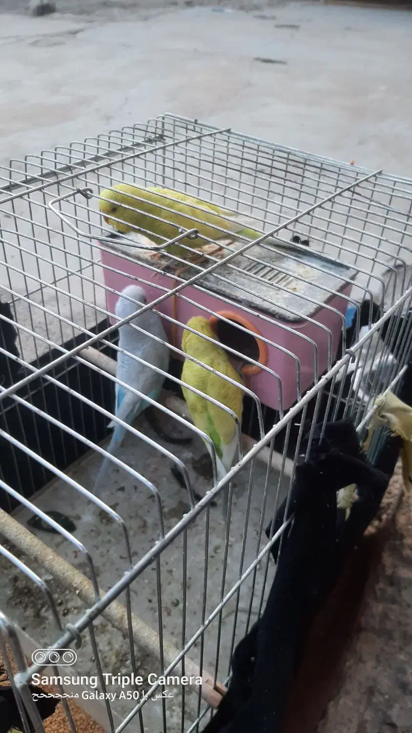 چهارتا مرغ عشق دوتا نر دوتا ماده یکیش رو تخمه|پرنده|یاسوج, |دیوار