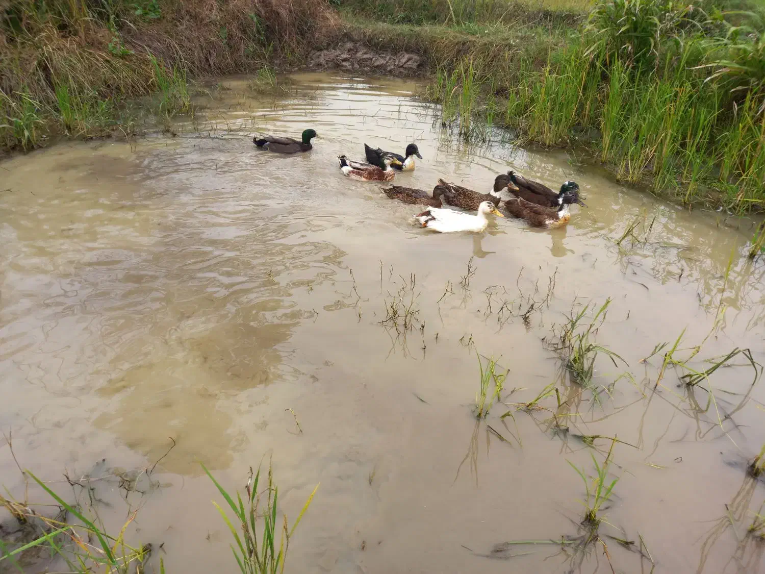 تخم اردک|حیوانات مزرعه|شفت, |دیوار