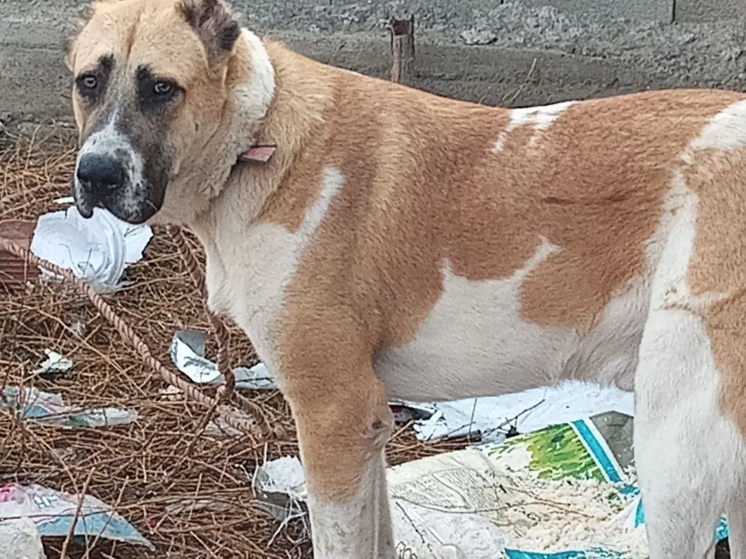 سگ الابای جوان ۸ ماهه|حیوانات|گمیشان, |دیوار