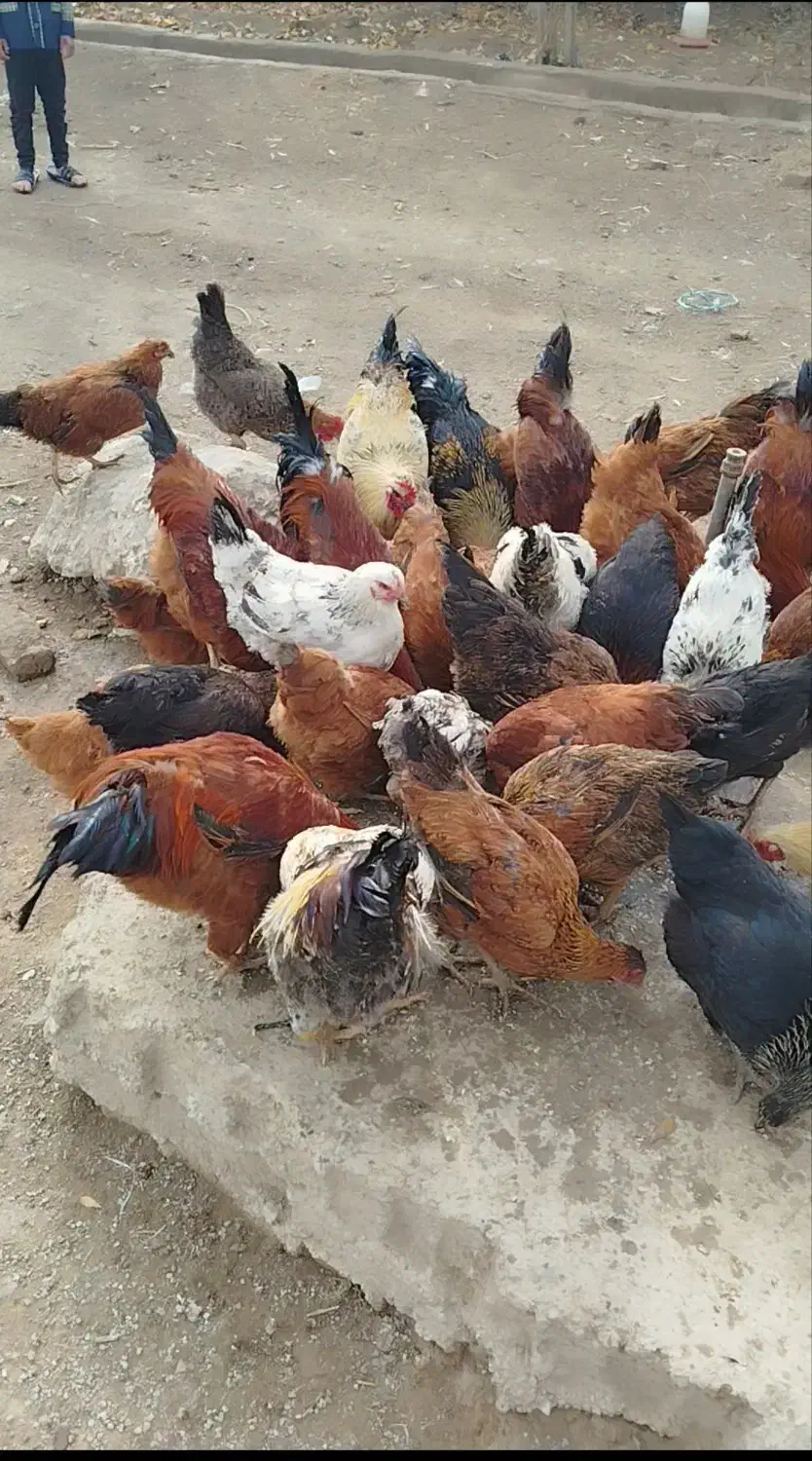 تعداد ۹۰عدد خروس مرغ درشت محلی جوان اماده به تخم|حیوانات مزرعه|قرچک, داوود آباد|دیوار