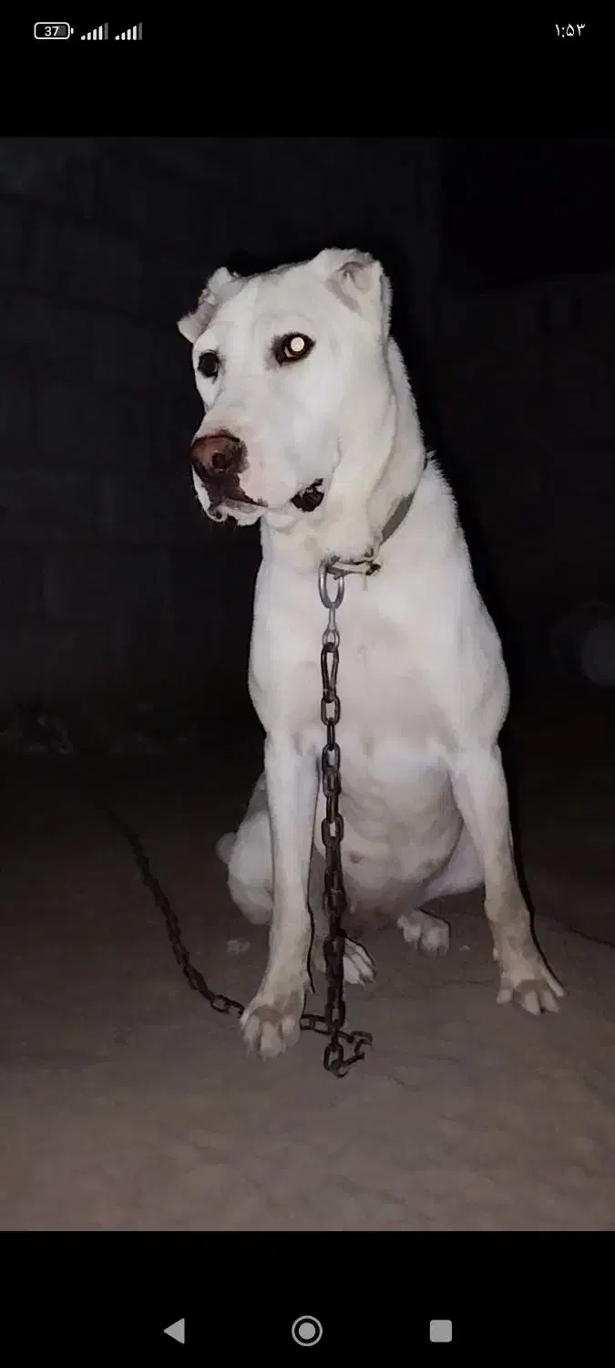 سگ ماده|سگ|اینچه برون, |دیوار