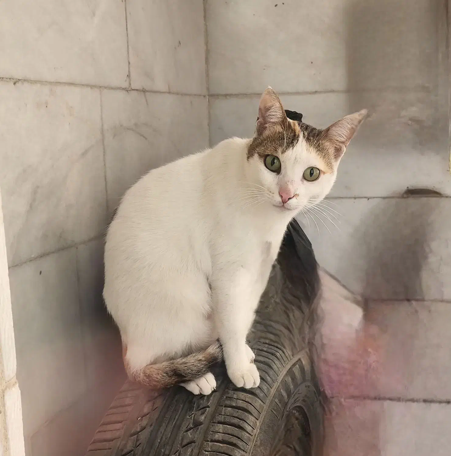 واگذاری گربه|گربه|آبادان, |دیوار