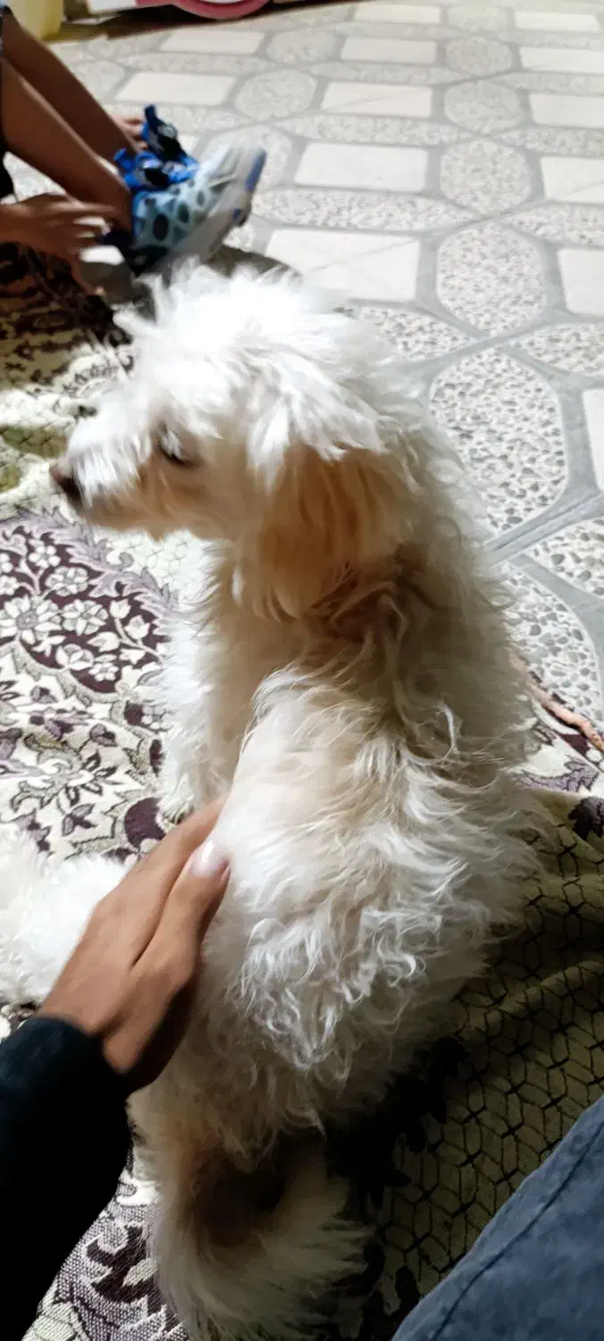 سگ خانگی|سگ|گله دار, |دیوار