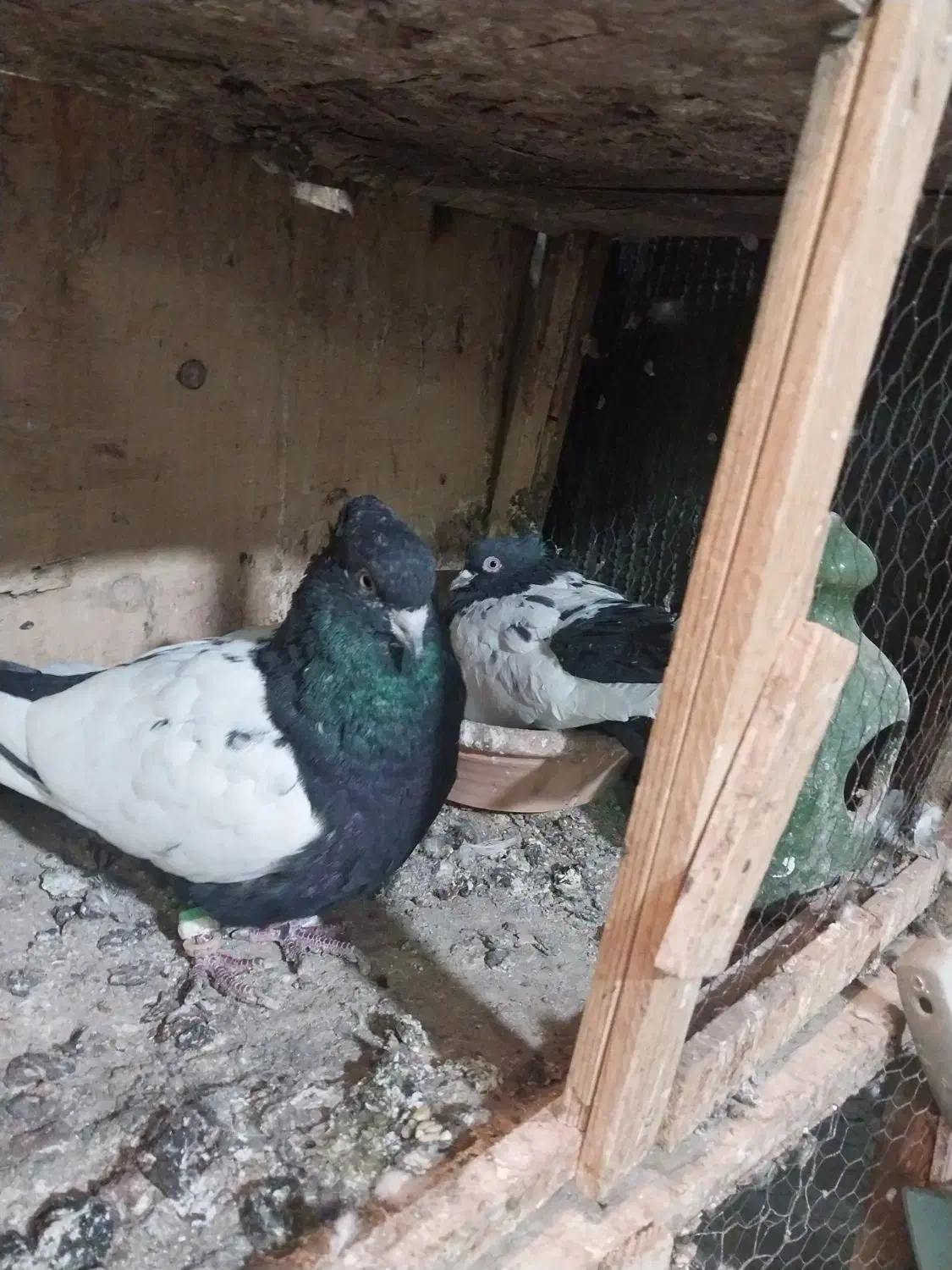 نداشتن وقت رسیدگی کم بود جا|پرنده|کرج, حسن آباد|دیوار