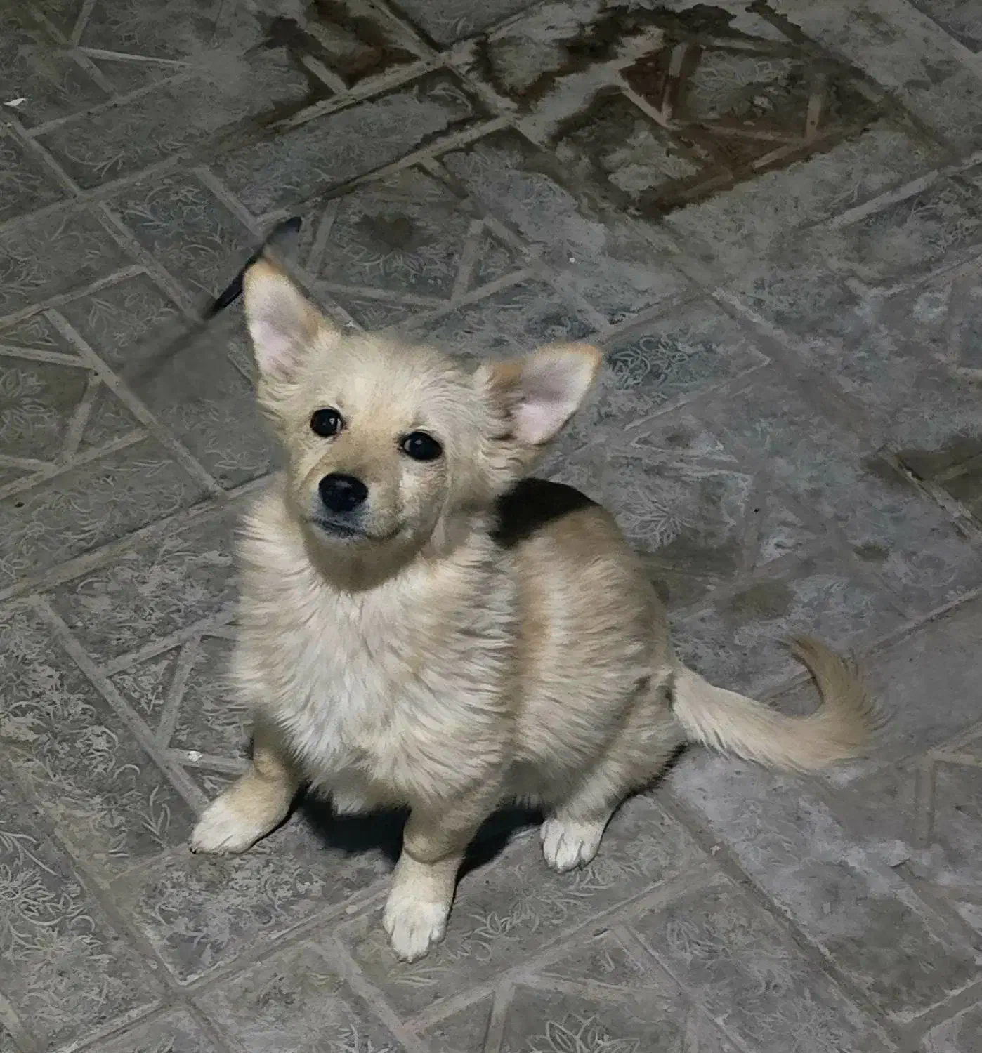 سگ ها هر دو فروشی دوتاش 4 تومن|سگ|سیرجان, |دیوار