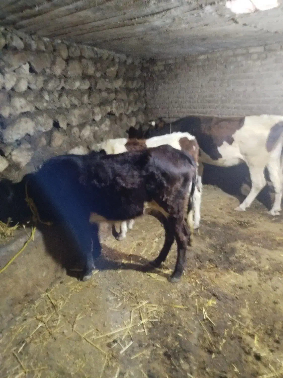 فروش گاو گوساله|حیوانات مزرعه|ویلکیج, |دیوار