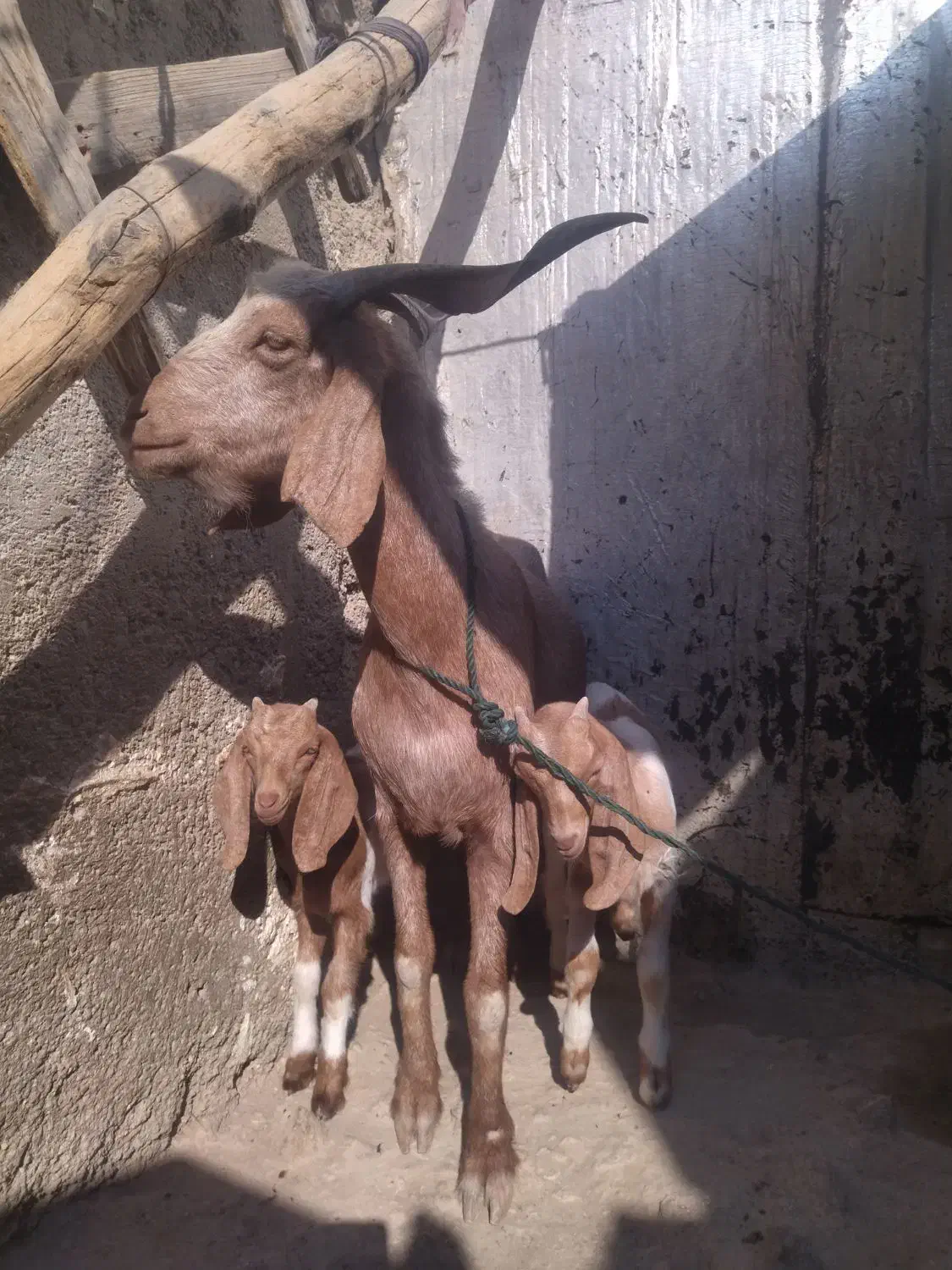 یک بز و دو کهره|حیوانات مزرعه|بندر دیر, |دیوار