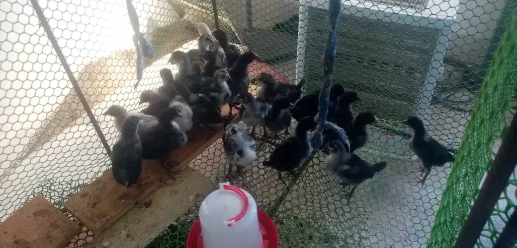 جوجه محلی اصل|حیوانات مزرعه|بندر دیر, |دیوار