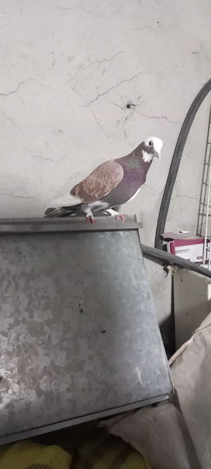 شازده ماده|پرنده|ارشق, |دیوار