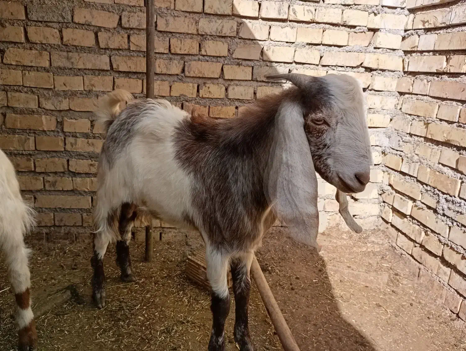 بز بیگ|حیوانات مزرعه|دزفول, |دیوار