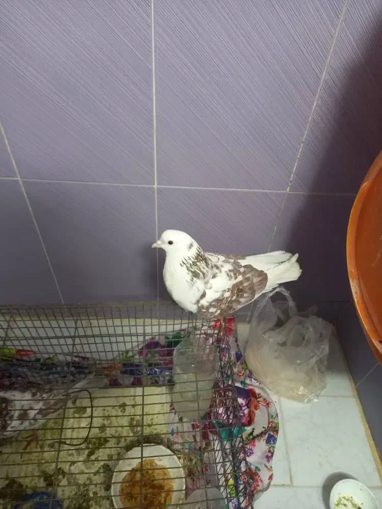 دوعدد کفتر پرشی|پرنده|تهران, هاشم‌آباد|دیوار