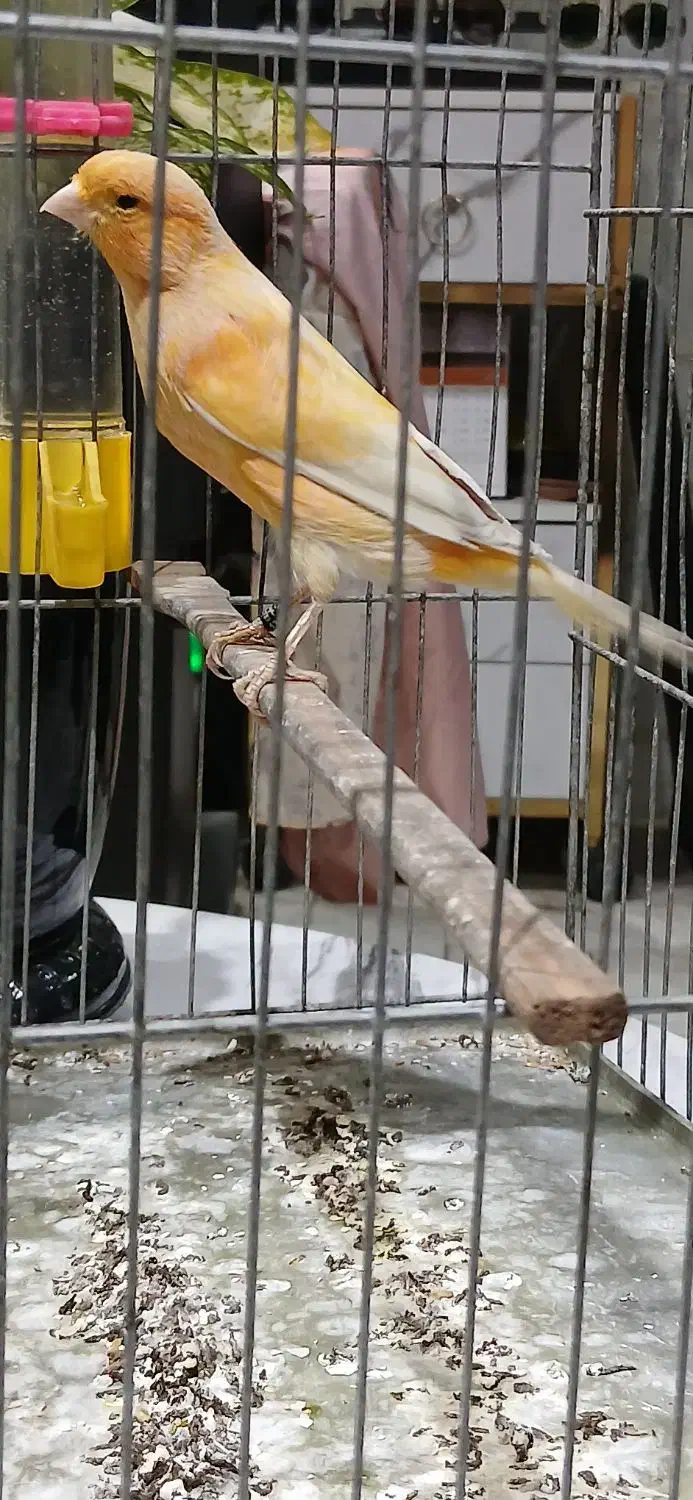 ۳ عدد قناری نر رسمی بخون|پرنده|تهران, هفده شهریور|دیوار