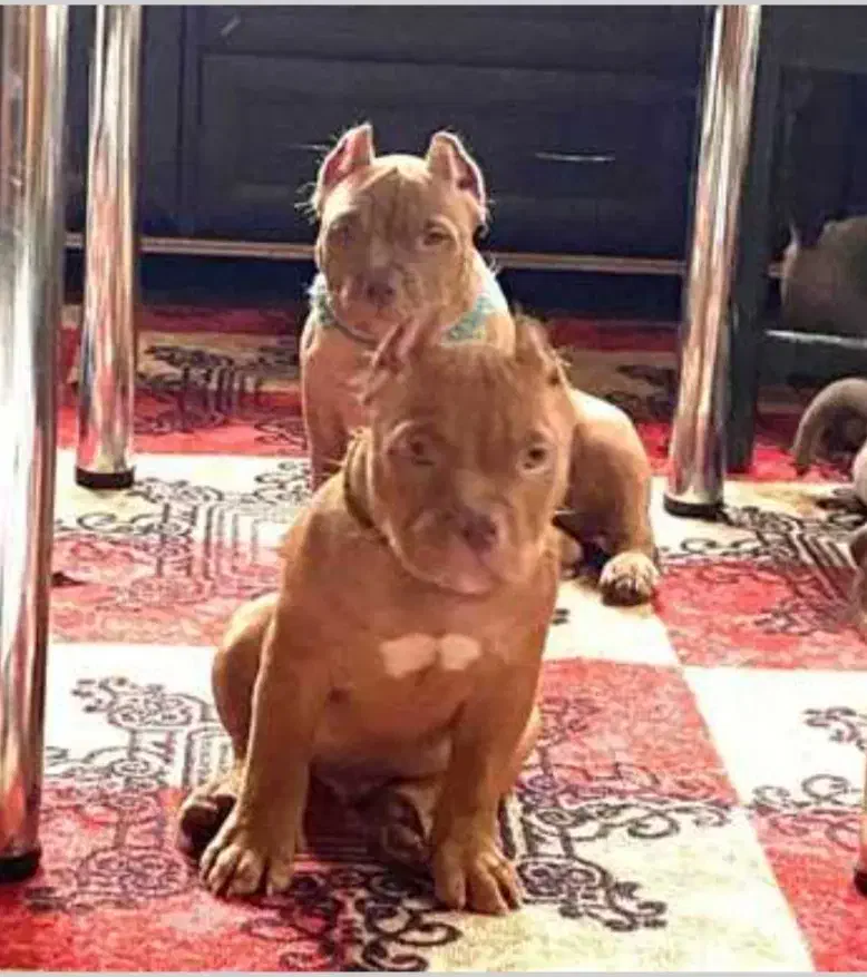 واگذاری توله پیتبول|سگ|سلفچگان, |دیوار