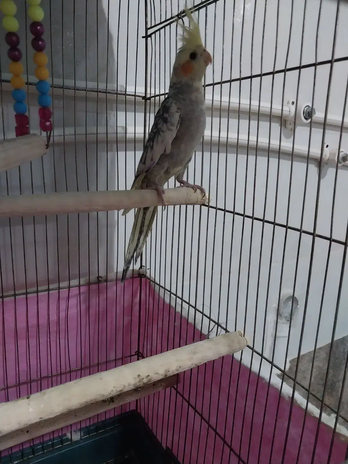 عروس هلندی|پرنده|گیان, |دیوار