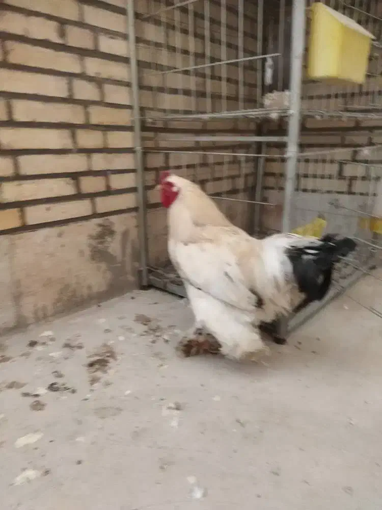 خروس برهما|حیوانات مزرعه|اردکان, |دیوار