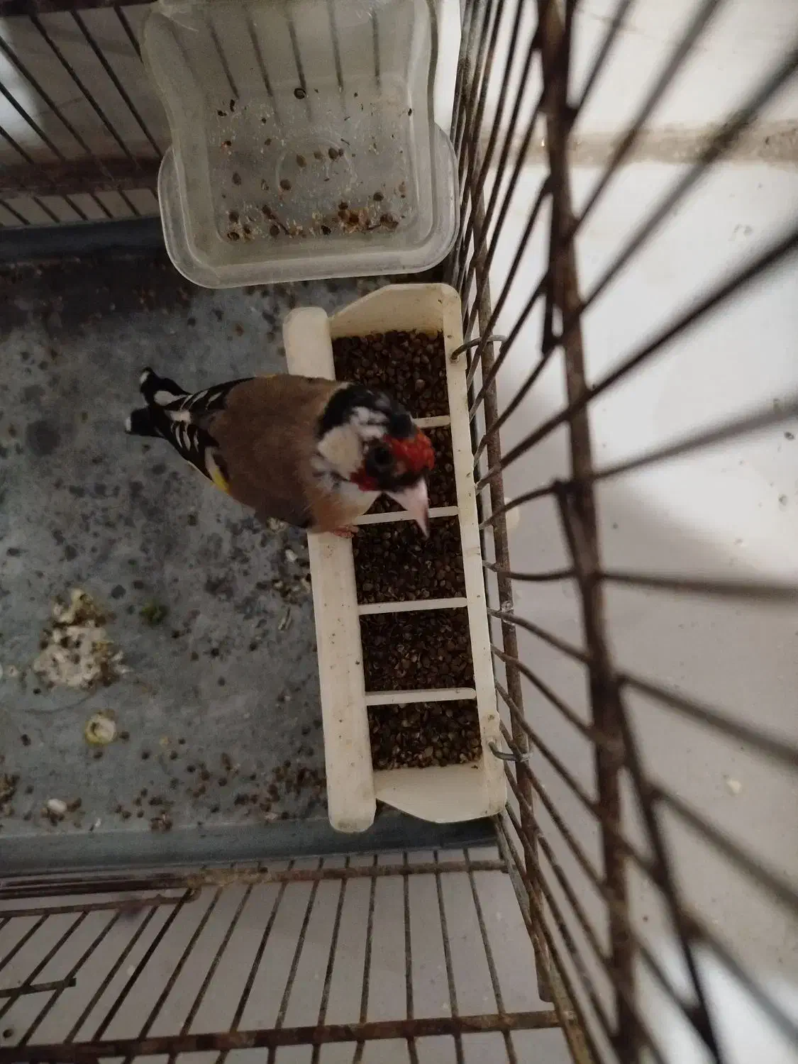 سهره نر. حنجره دار کشیده .|پرنده|اسلامشهر, شهرک محمدیه|دیوار