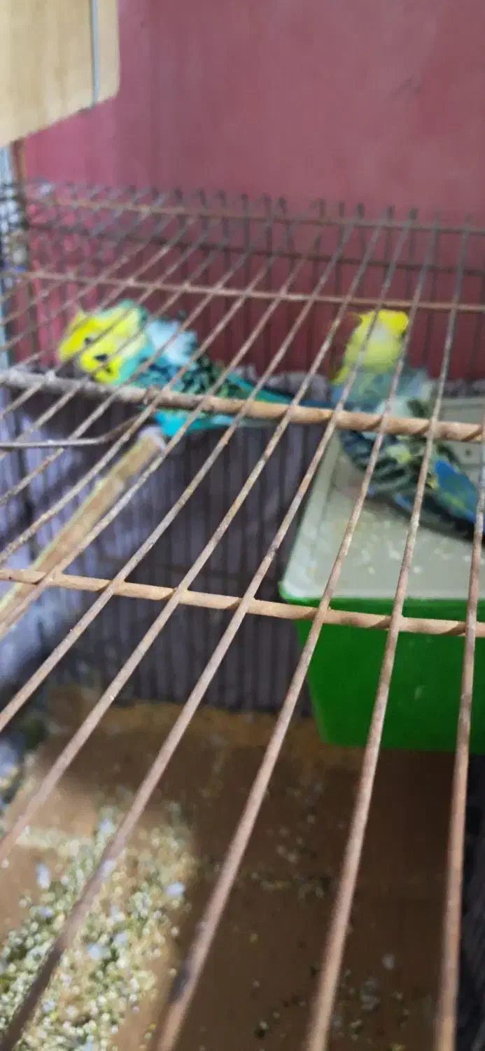 فروش مرغ عشق وفنج|پرنده|سمنان, |دیوار