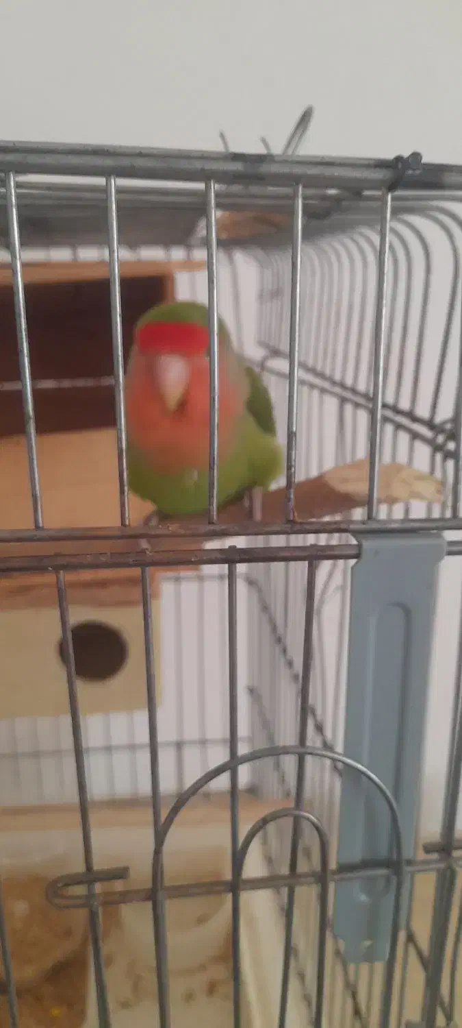 ۲ عدد طوطی برزیلی|پرنده|پاکدشت, حصار امیر|دیوار