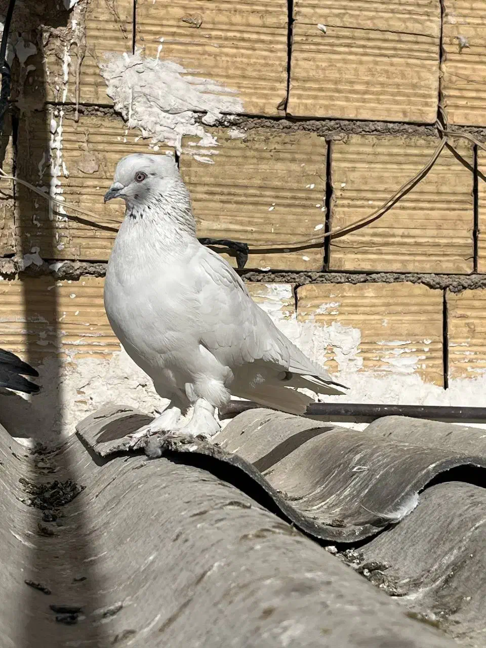 کفتر|پرنده|فردیس, سپید دشت|دیوار