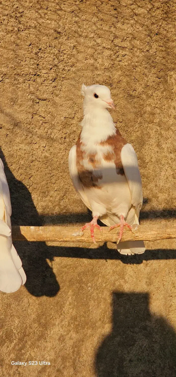 کبوتر طوقی|پرنده|بستان آباد, |دیوار