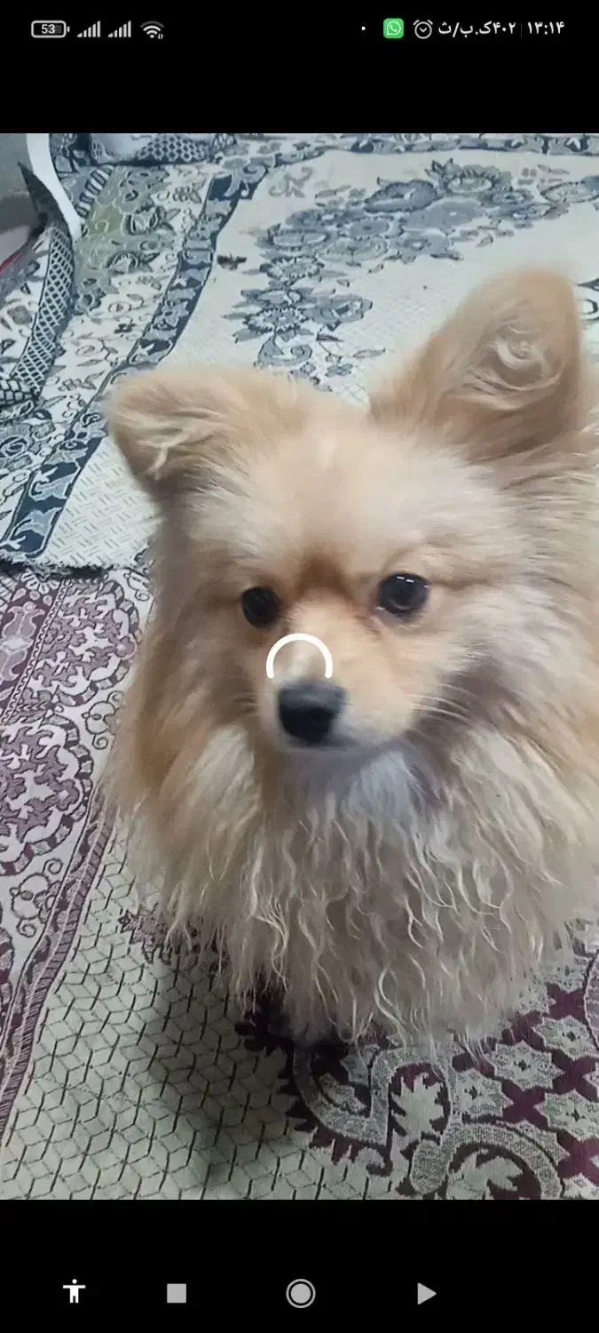 سگ نر نژاد پامر اصلی یکساله|سگ|شیراز, شیخ علی چوپان|دیوار