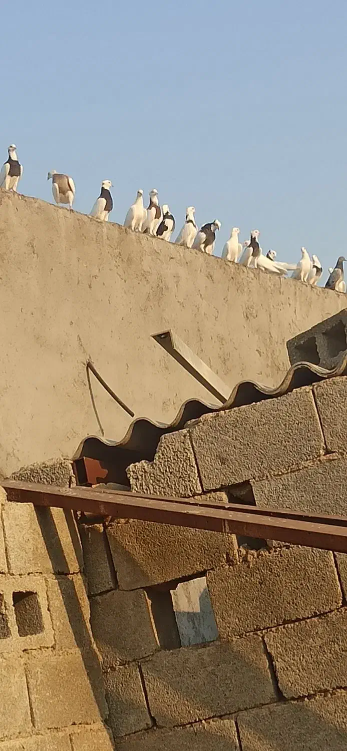 کبوتر|پرنده|آبپخش, |دیوار