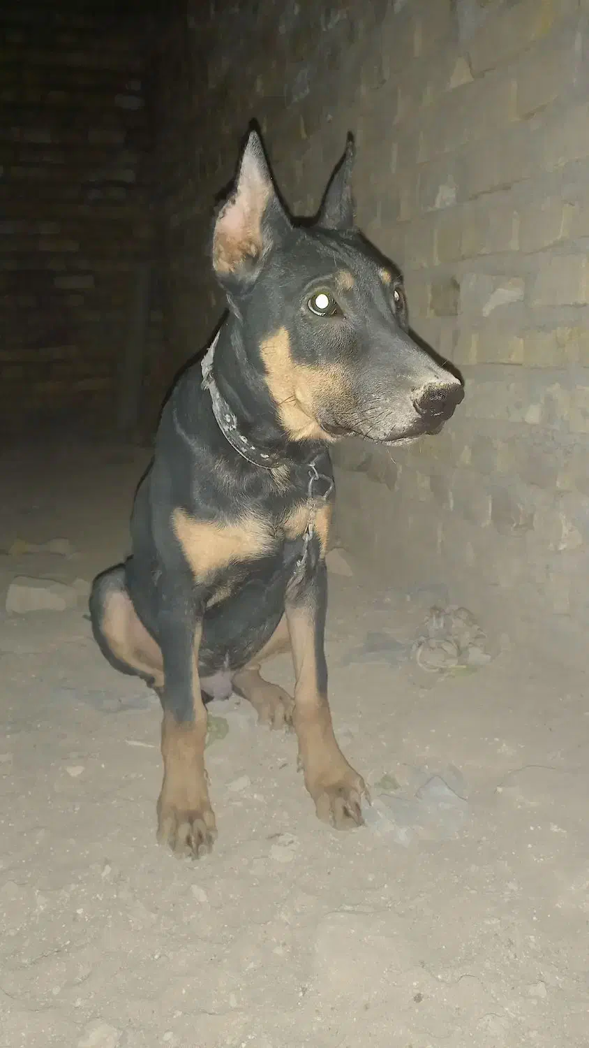 توله سگ دوبرمن|سگ|یزد, |دیوار