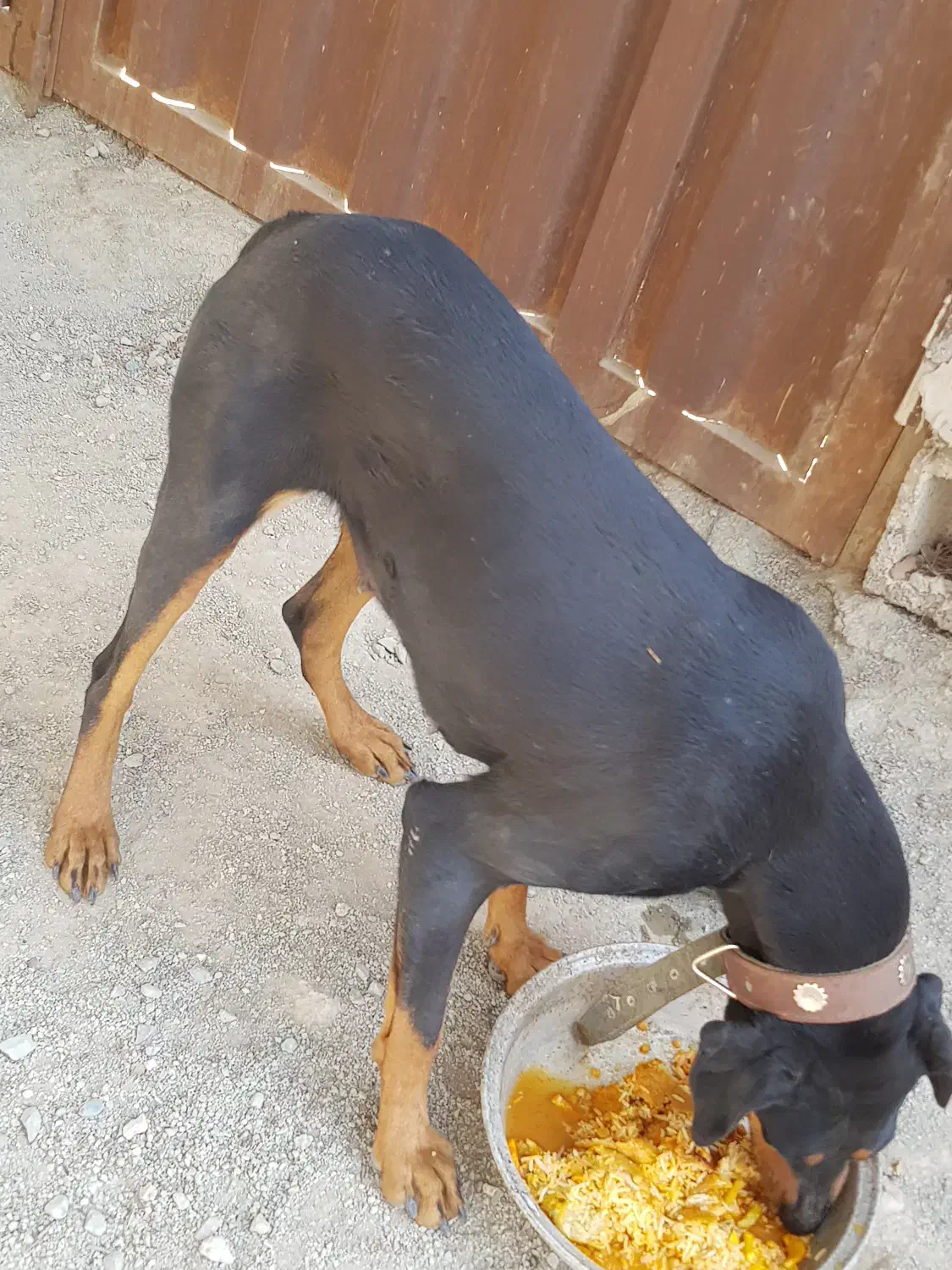 سگ دوبرمن|سگ|صفادشت, |دیوار