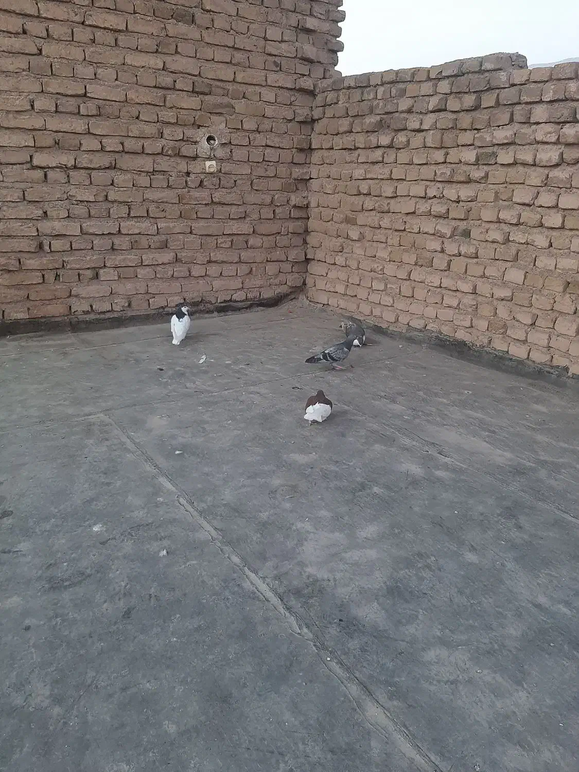 کبوتر|پرنده|نیشابور, فضل|دیوار