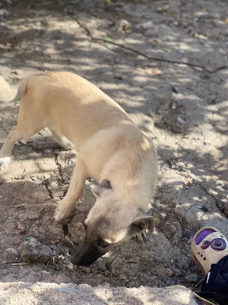 سگ پاکوتاه مفت مفت|سگ|سنگدوین, |دیوار