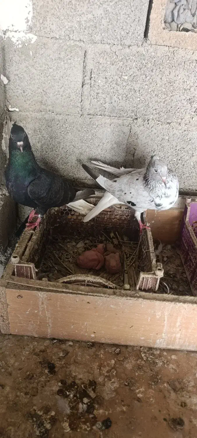 دم سفید|پرنده|سوسنگرد, |دیوار