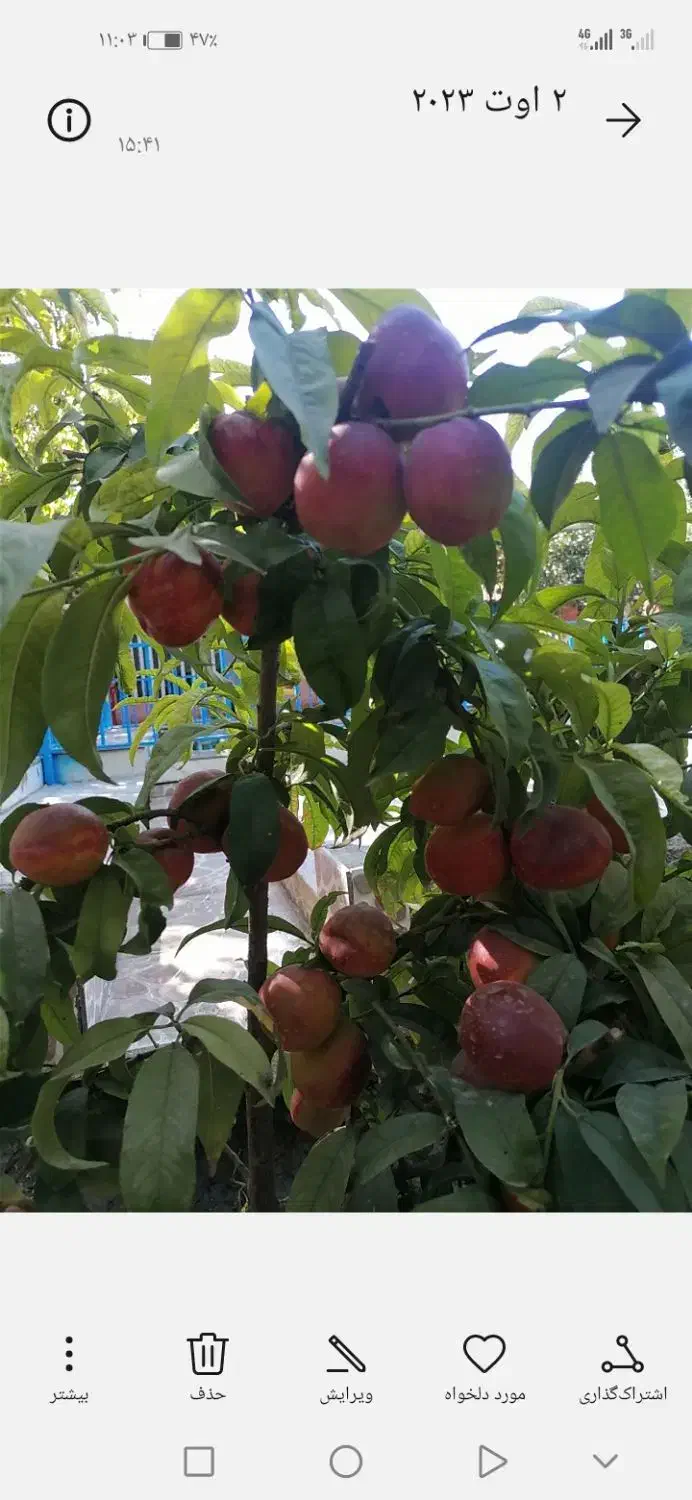 فروش باغ ویلا واجاره شهرابریشم|اجارهٔ کوتاه‌مدت ویلا و باغ|ابریشم, |دیوار