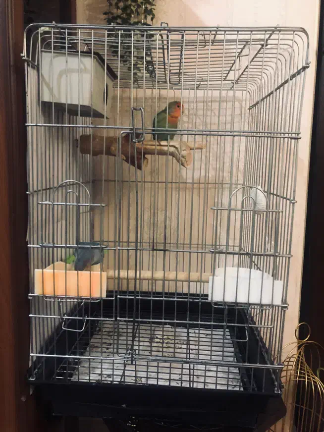 قفس پرنده  ۱۰۳۳|لوازم جانبی حیوانات|کرج, عظیمیه|دیوار