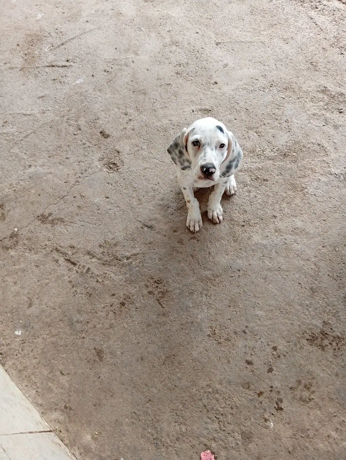 توله شکاری|سگ|طاهرگوراب, |دیوار