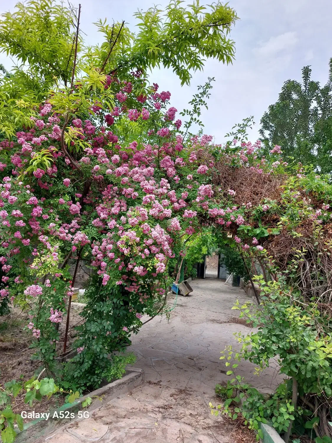 باغ ویلا.نوبهار|اجارهٔ کوتاه‌مدت ویلا و باغ|گلبهار, نوبهار|دیوار