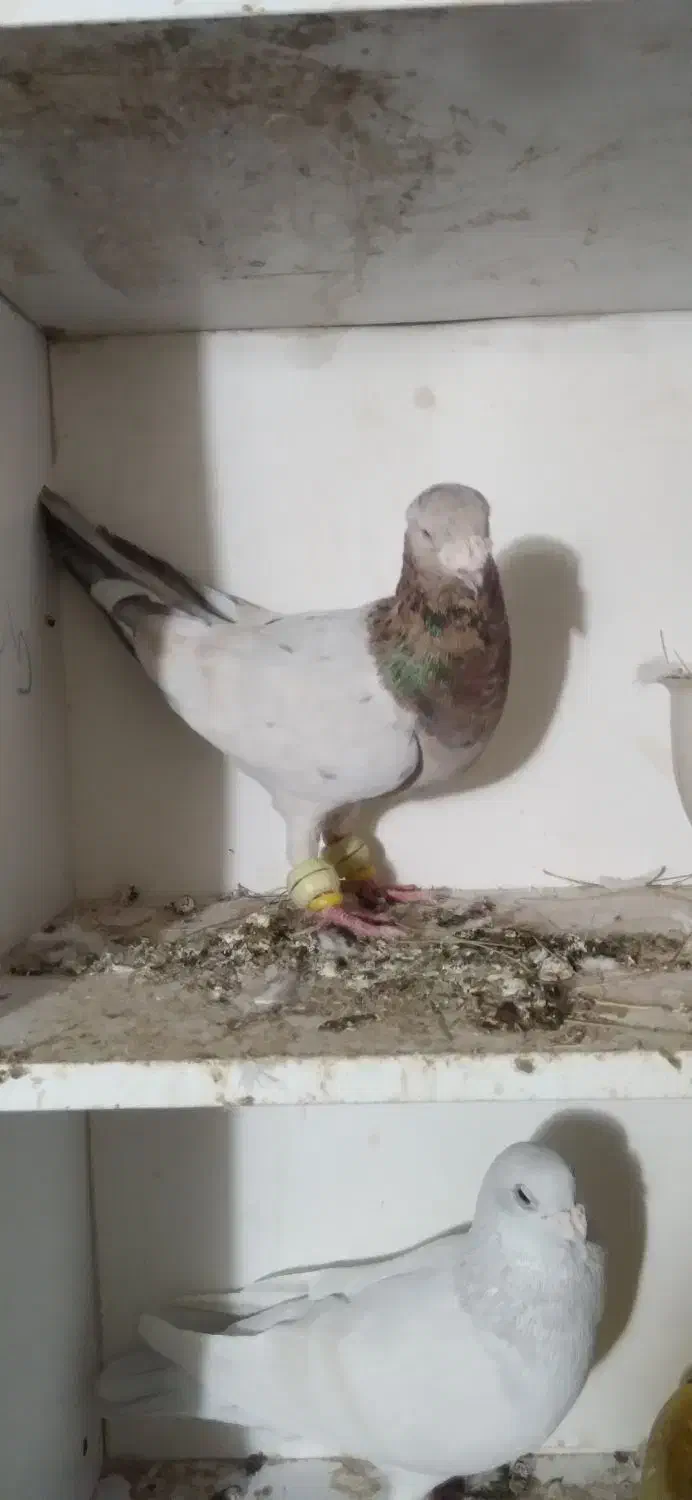 سار کله هما|پرنده|تربت جام, باغ سنگان سفلی|دیوار