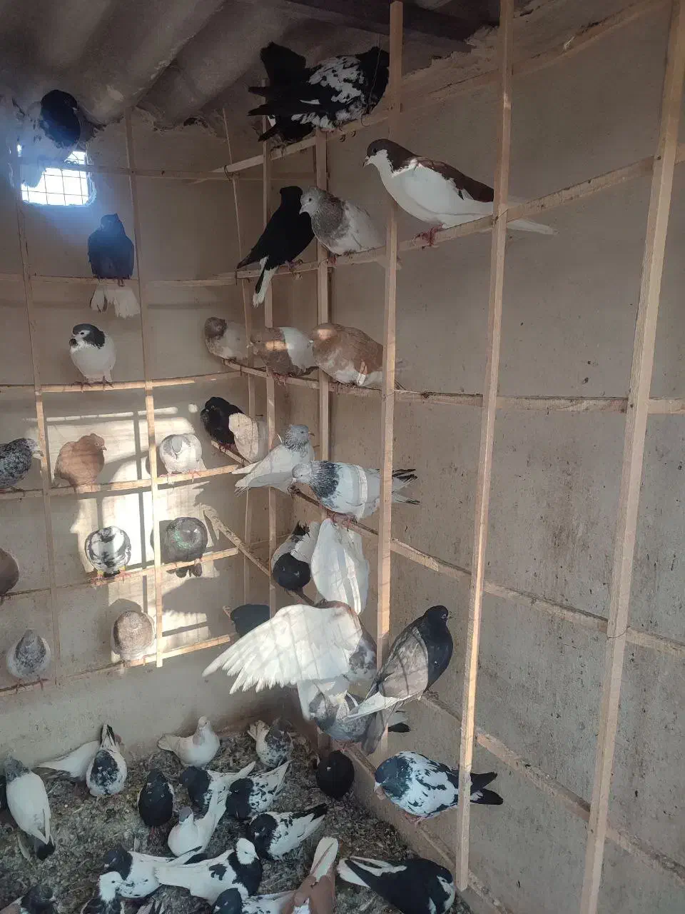 کبوتر رنگی|پرنده|هشتگرد, سعید آباد|دیوار