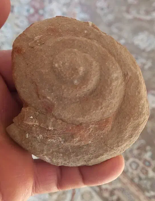 فسیل|کلکسیون اشیاء عتیقه|کربال, |دیوار