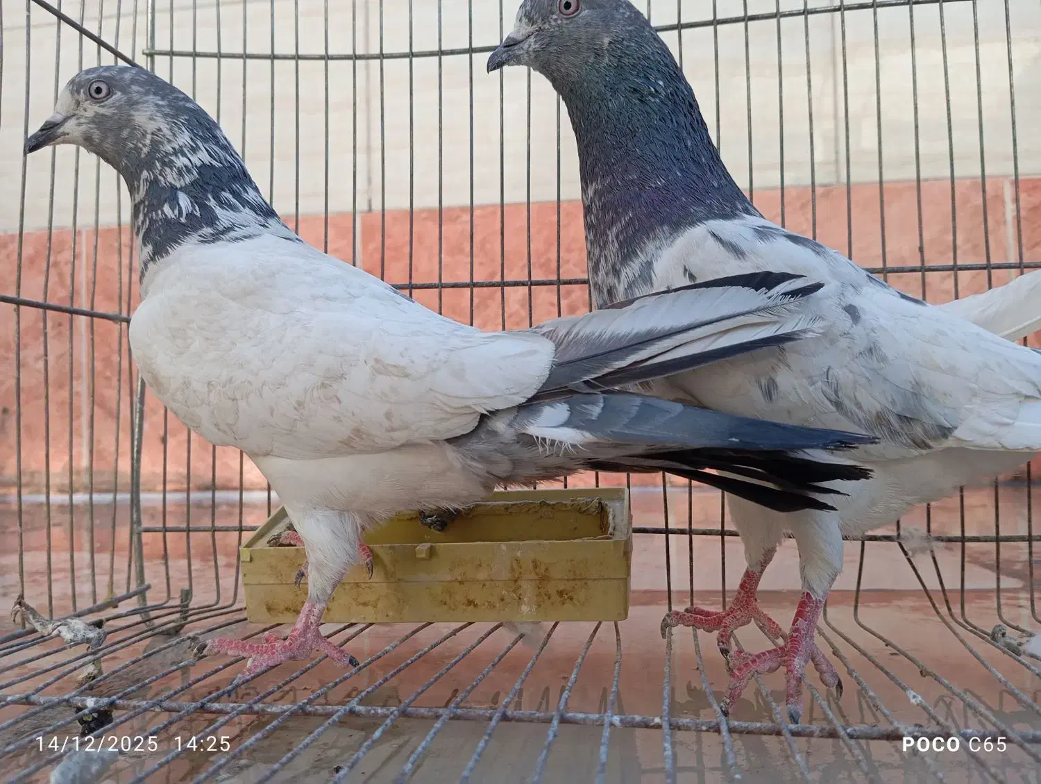 کفتر پلاس پلاکی پاکستانی|پرنده|قم, شهرک مهدیه (مدرس)|دیوار