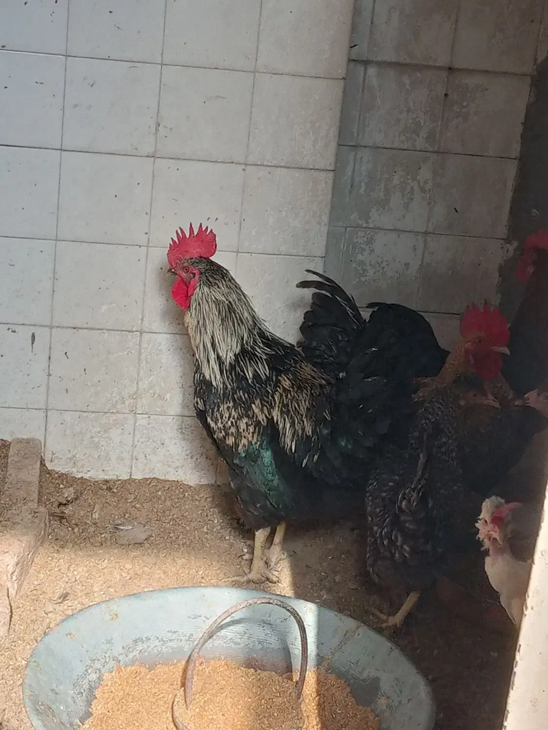 چهار عدد خروس جوان|حیوانات مزرعه|اردکان, |دیوار