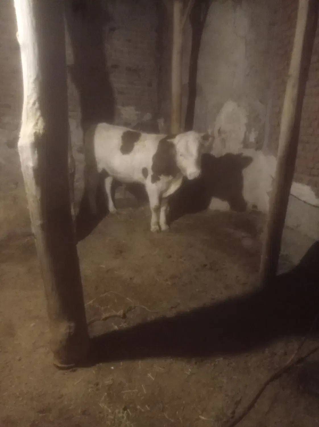 گوساله نر|حیوانات مزرعه|سراجو, |دیوار