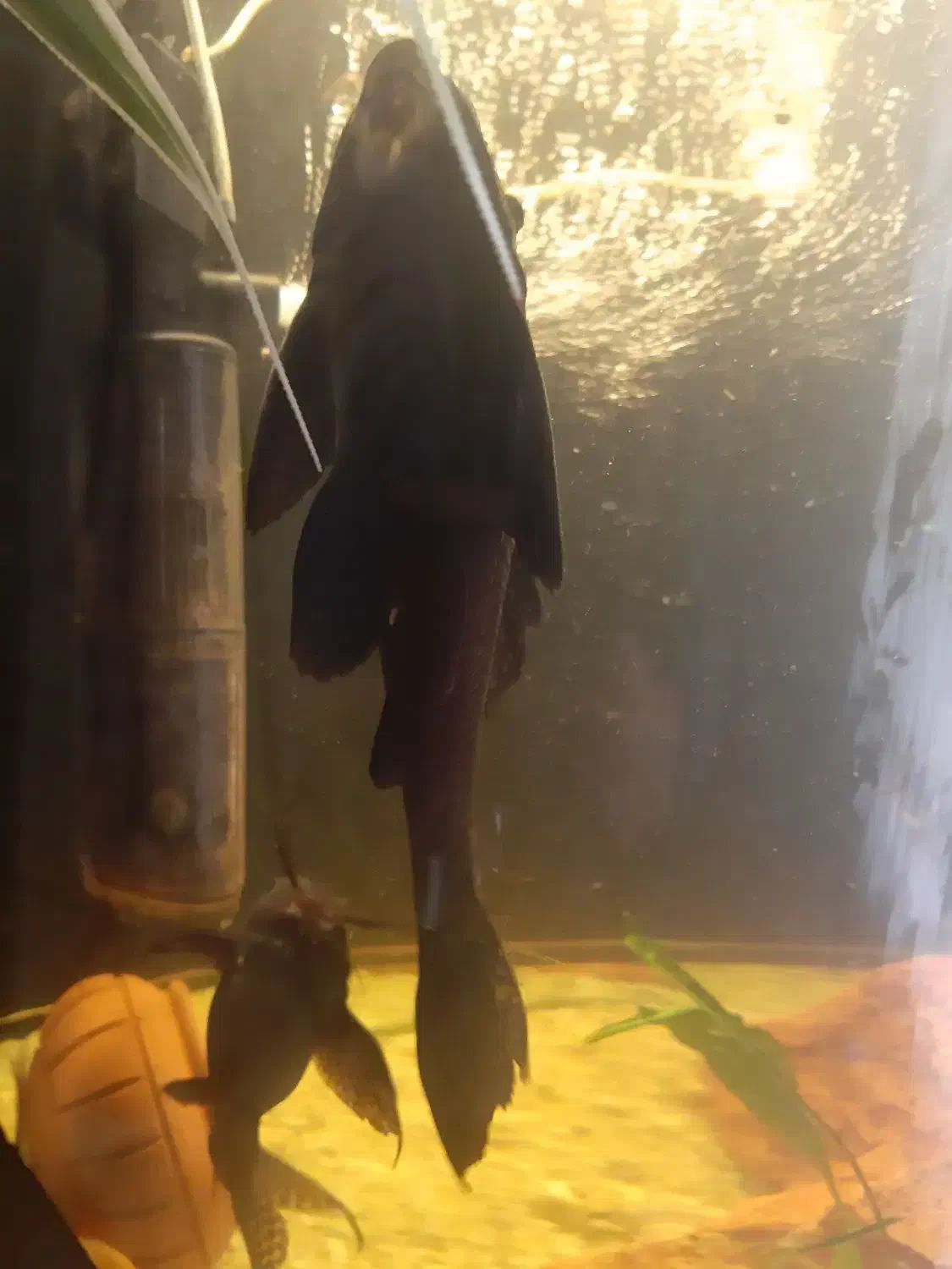 ماهی که فیش بزرگ پلنگی|ماهی|تبریز, |دیوار