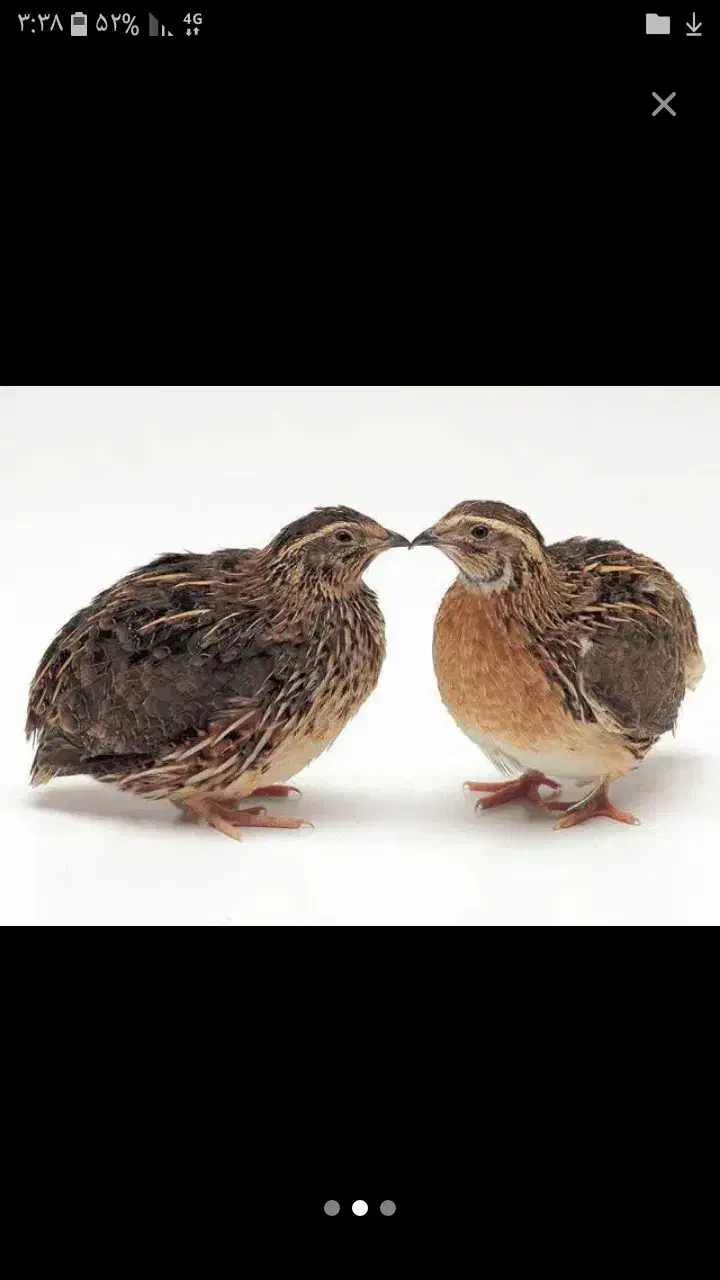 نیازمند ضامن برای وام ۱۵۰ ملیونی|فعالیت داوطلبانه|ماسال, |دیوار