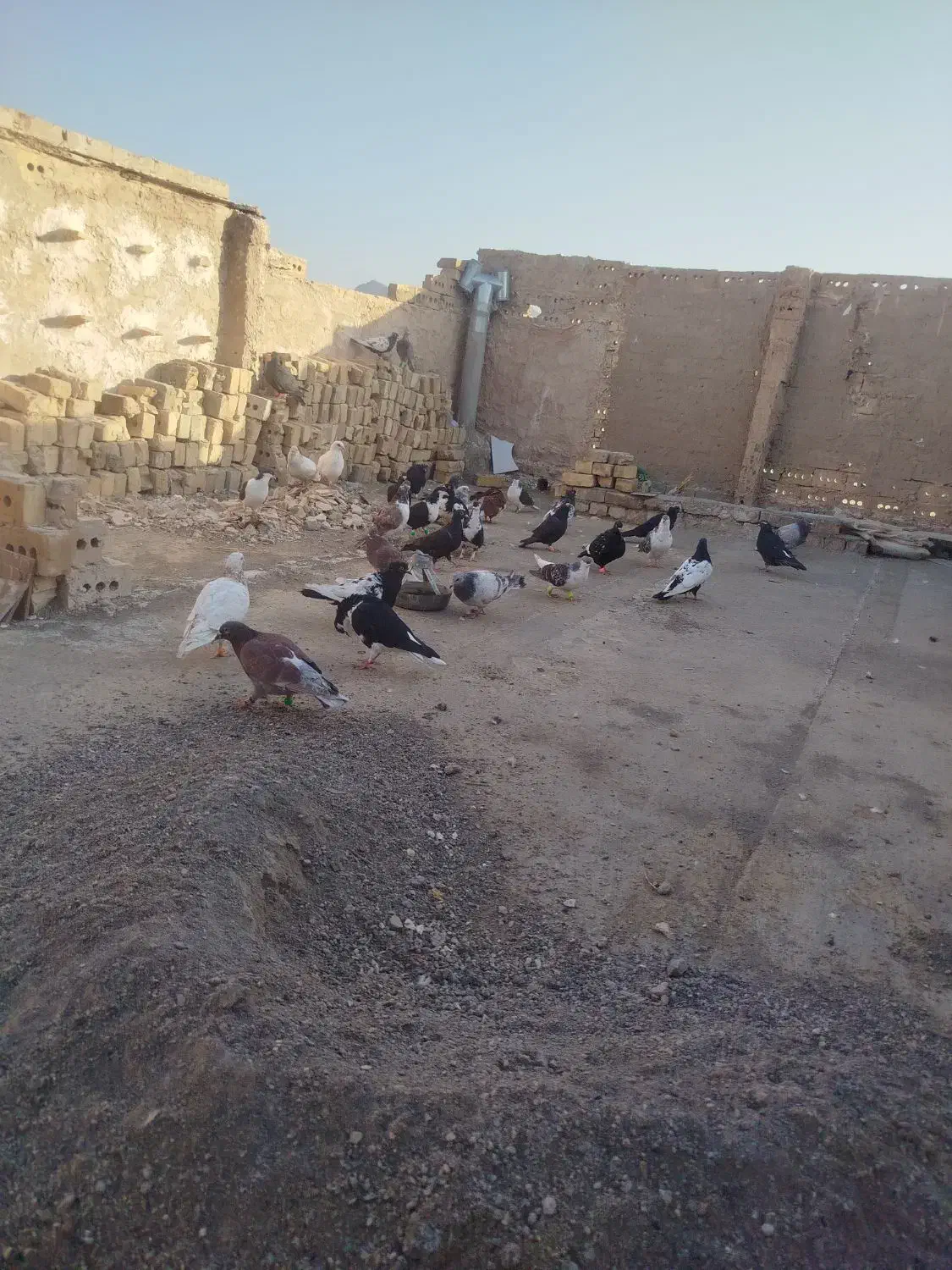 کفتر|پرنده|زاوه, |دیوار