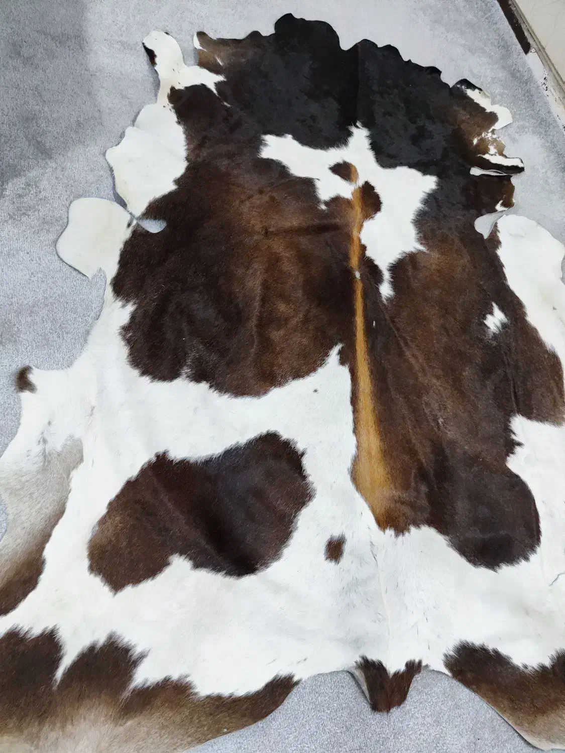 پوستر طبیعی|فرش|اهواز, گلستان|دیوار