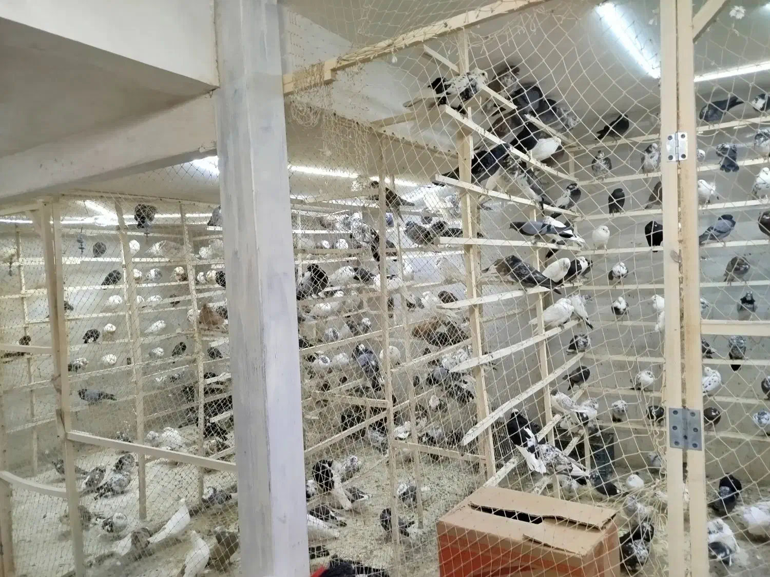 کبوتر فروشی در کرج|پرنده|تهران, فرحزاد|دیوار