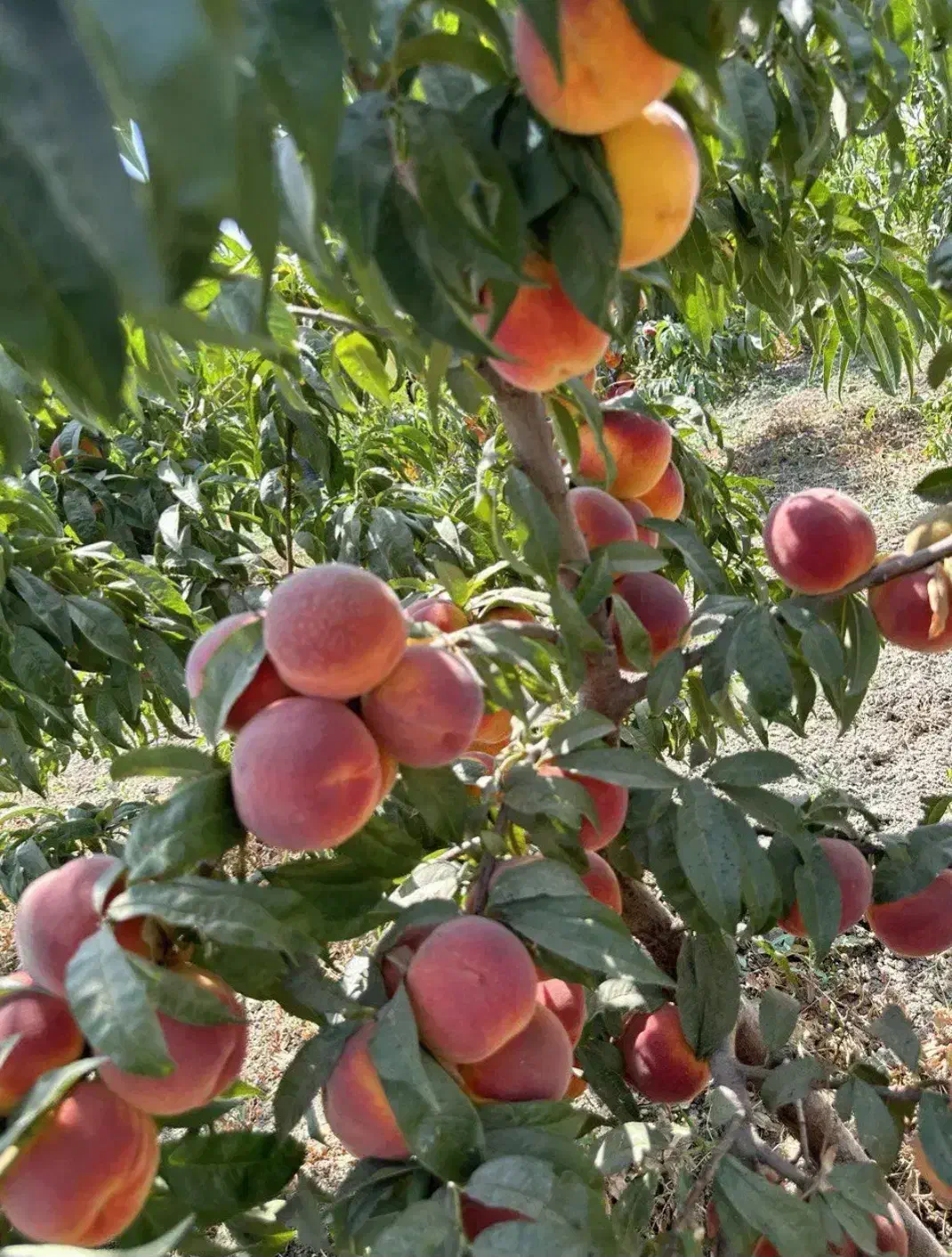 نهال میوه های تابستانی موجود در نهالستان غرب|خدمات باغبانی و درختکاری|ماسال, |دیوار