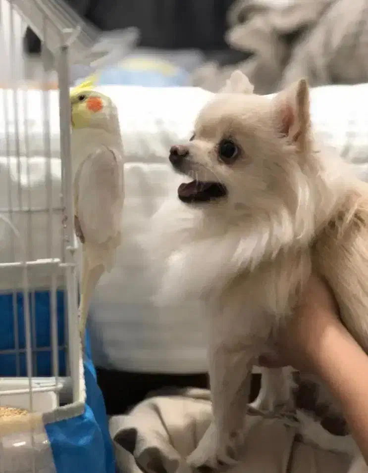 سگ آپارتمانی شی وا وا موبلند|سگ|خرم‌آباد, |دیوار