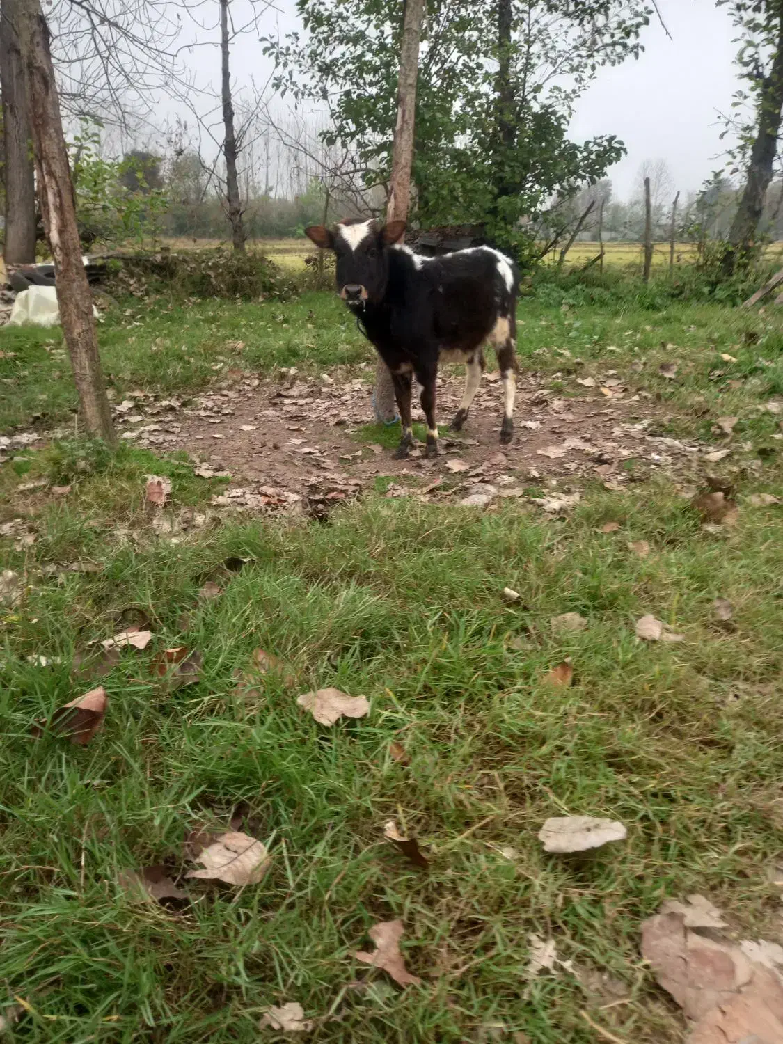 گاو لیشه|حیوانات مزرعه|آستانه اشرفیه, |دیوار