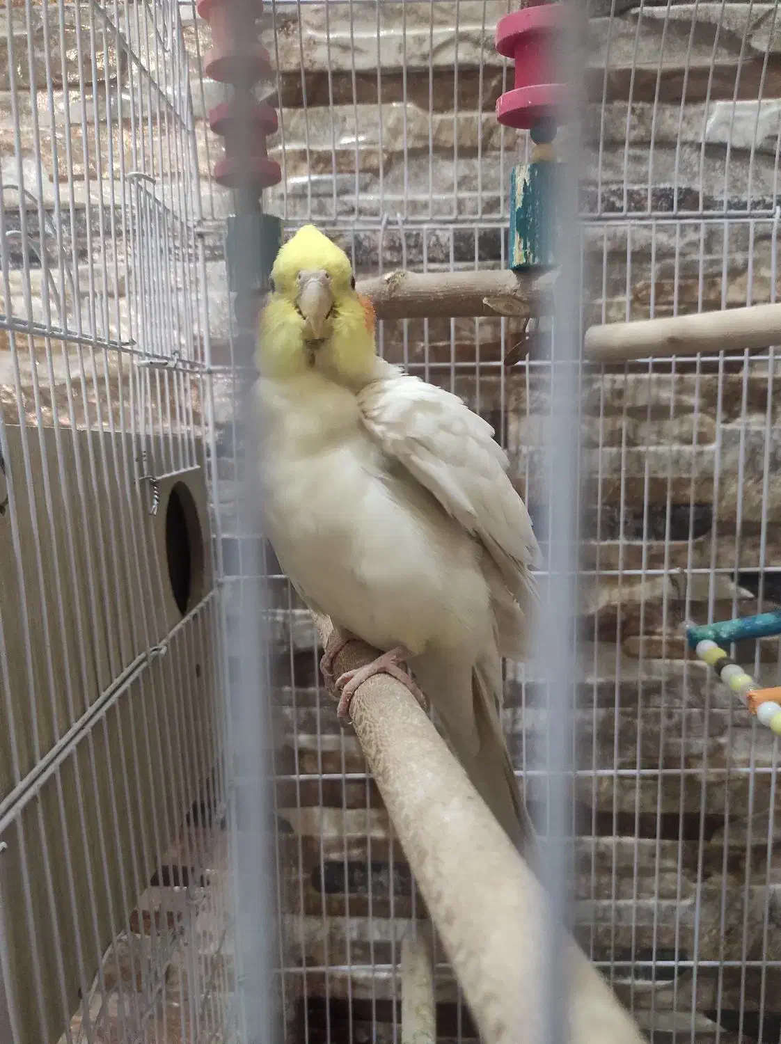 جفت مولد با قفس‌و‌جوجه|پرنده|شیراز, شهرک والفجر|دیوار